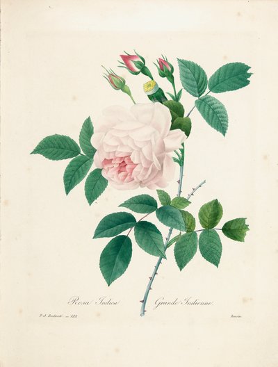 Rosa Indica, Bessinin kaiverrus, teoksesta "Choix des Plus Belles Fleurs et des Plus Beaux Fruits", osa I, 1827-33. tekijältä Pierre-Joseph Redouté
